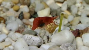 Креветка вишня мечет икру