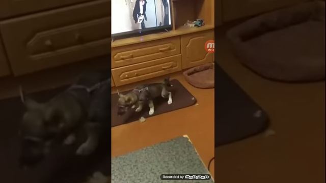 Удивительный Ali!!!