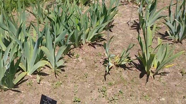 A Rainbow Of Iris At Royal Botanical Gardens