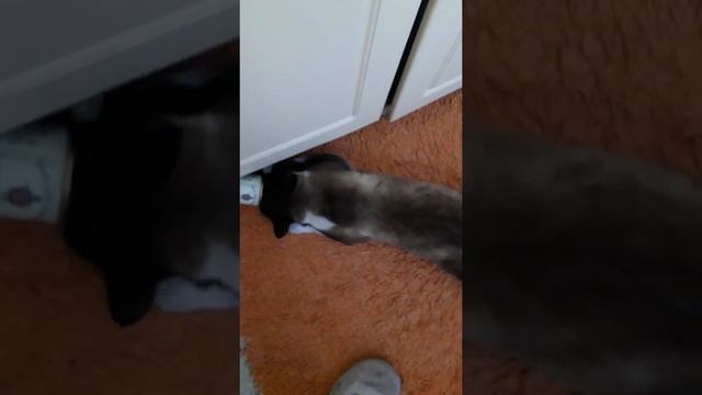 Кот хвостик прикол смотреть онлайн