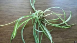 ХЛОРОФИТУМ. Размножение и пересадка в домашних условиях.