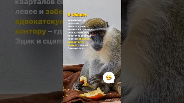 В центре Запорожья мартышка сбежала из зоопарка смотреть онлайн