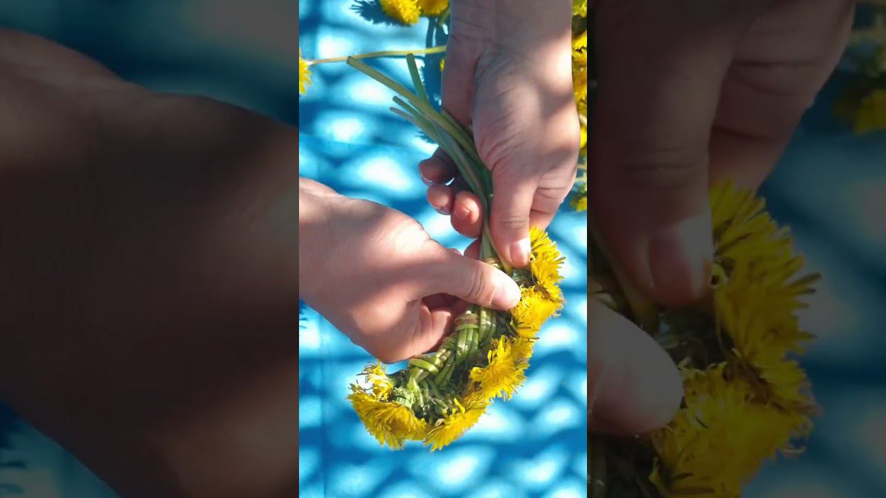 Плетём венок из одуванчиков#shorts смотреть онлайн
