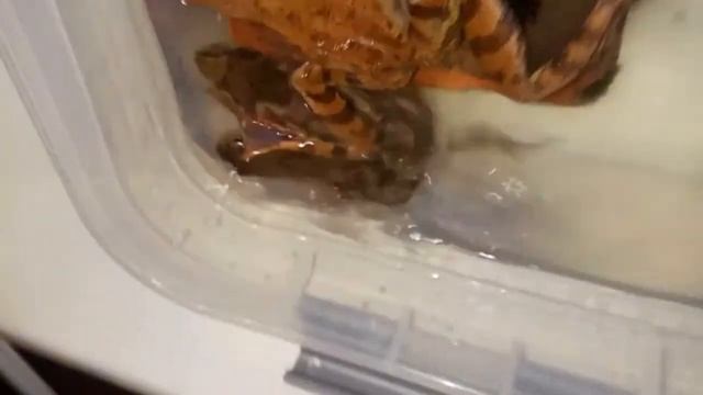 Нерест остромордой и прудовой лягушек!) смотреть онлайн