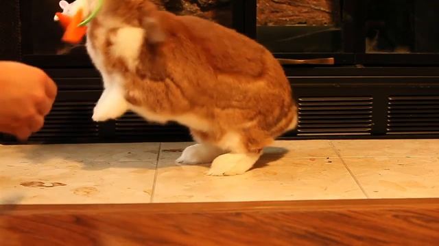 Epic Rabbit Battle смотреть онлайн