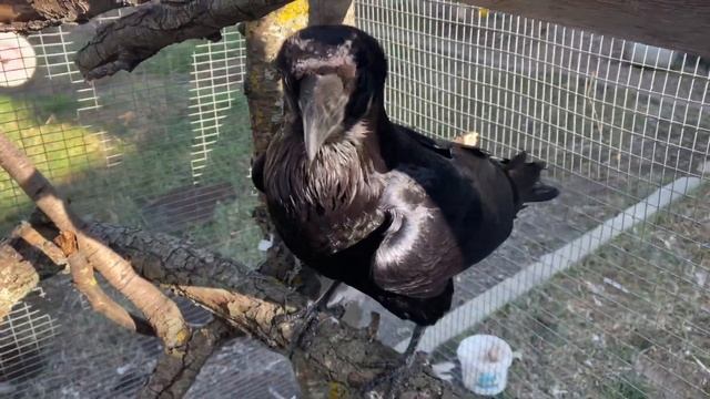 Ворон Яша возмущается…!!!! смотреть онлайн