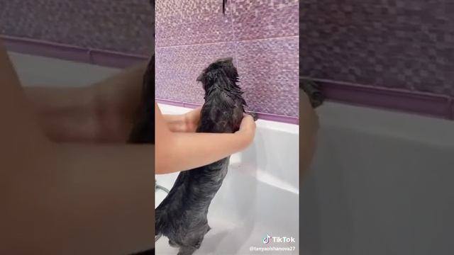 Как купать кошку, как ухаживать за кошкой смотреть онлайн