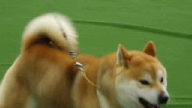 2018 Royal Adelaide Show - Dog Arena - Day 8 смотреть онлайн