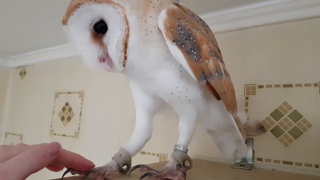 Barn owl hoot hoot. Сипуха чирикает смотреть онлайн