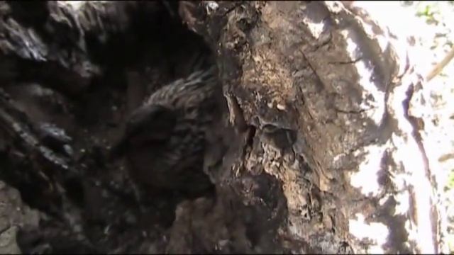 Утка в дупле смотреть онлайн