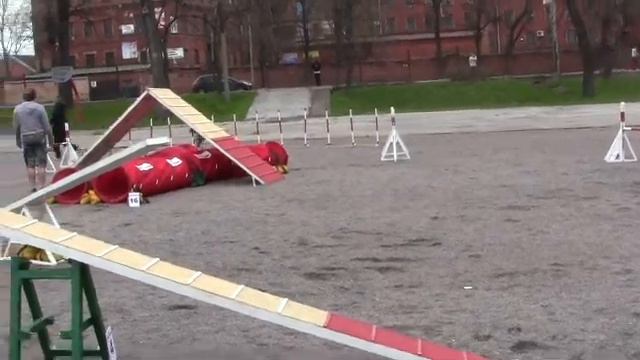 Чемпионат СПб 07/05/2012 Эля А2 аджилити смотреть онлайн