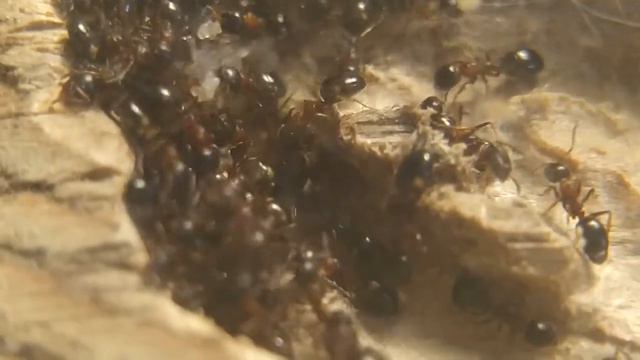 Муравьи Dolichoderus quadripunctatus смотреть онлайн