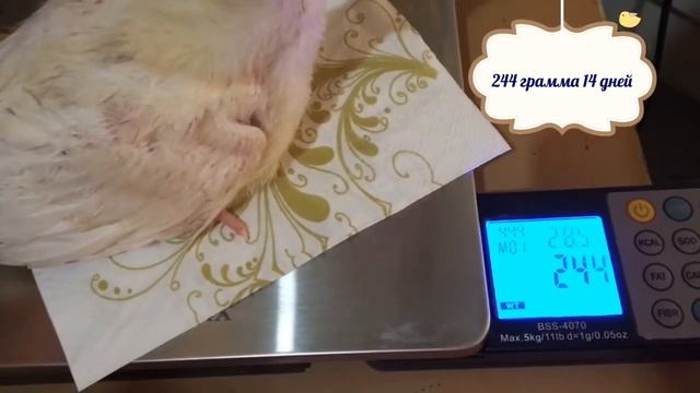 Вес индюшонка в 14 дней в две недели смотреть онлайн
