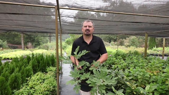 How to grow Fig Trees with detailed description смотреть онлайн