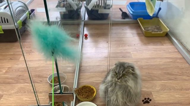 Гостиница для кошек | Где оставить кошку на время отпуска? смотреть онлайн