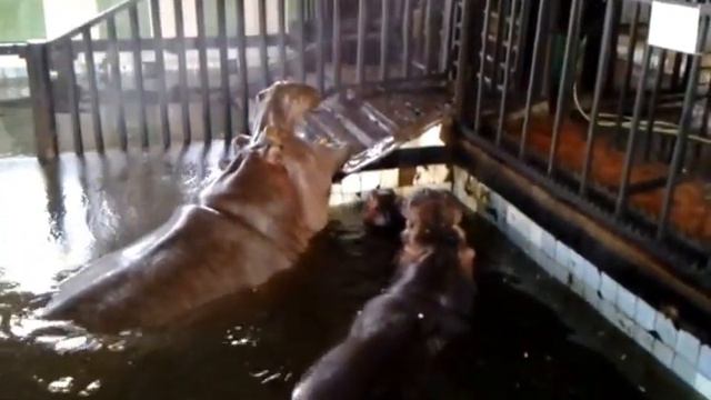 Бегемоты в Калининградском зоопарке (20.04.2016). смотреть онлайн