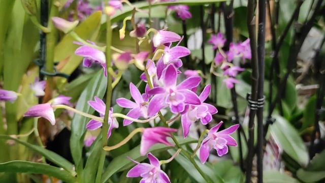 №400/ РОСКОШНЫЕ орхидеи!!! ШИКАРНЫЕ Цимбидиумы, Пофиопедилумы, Дендробиумы в БАУЦЕНТРЕ на Рост.Шосс