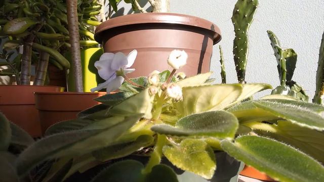 Timelapse "violette africaine" смотреть онлайн