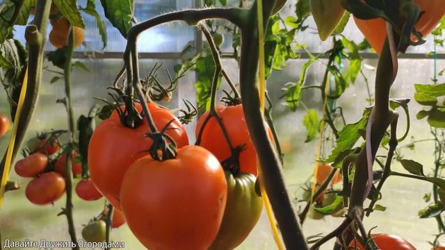 Помидор Заилийский Алатау Желтый. Яркий и сочный томат #томат #помидор #сортатоматов смотреть онлайн