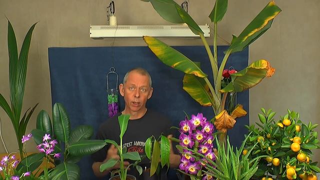 Bananenstaude nach einem Jahr umpflanzen die Banane wächst in Deutschland смотреть онлайн