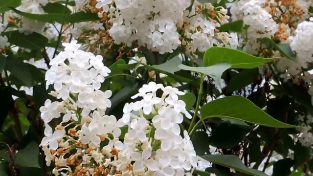 На дачу - всей семьей! смотреть онлайн