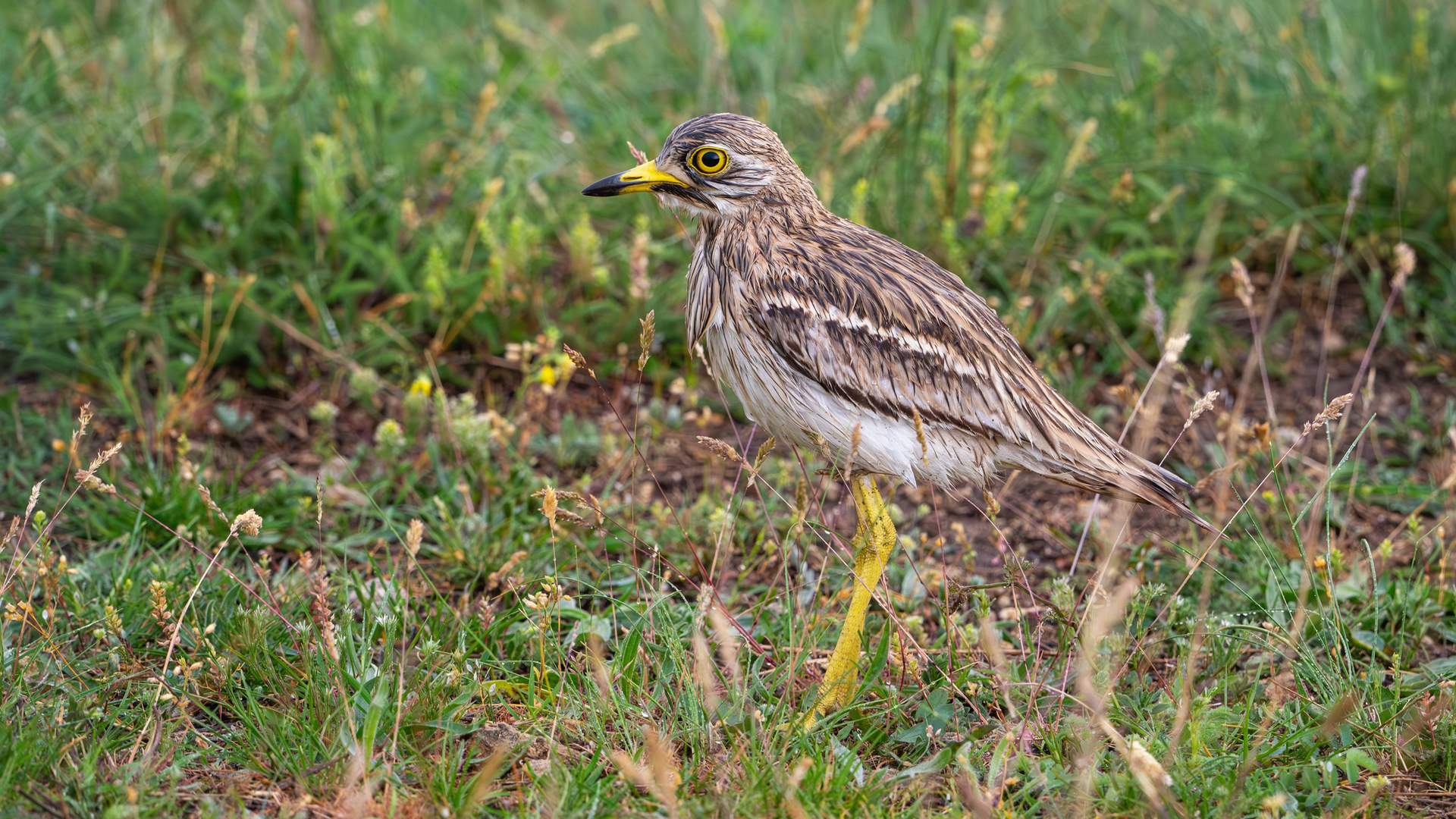Птицы Крыма. Авдотка. После дождя. смотреть онлайн