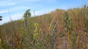 Сколько мёда может дать 1 га синяка и донника