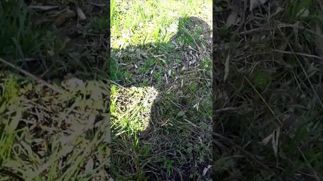 Поклёвка судака у берега #shortvideo #рыбалка #судак #спиннинг смотреть онлайн