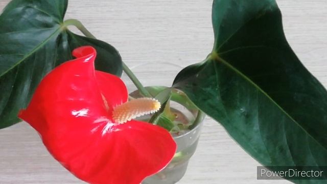 Комнатные Цветы. Мой Антуриум Андре.//Омоложение антуриума закончено!!! смотреть онлайн