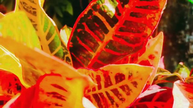 Croton Plant / Indoor plant Verity смотреть онлайн