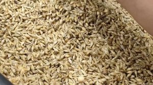 Готовим солод из зерна, максимально просто и эффективно.