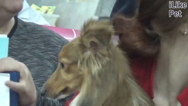 Шелти (Шотландская овчарка) на ilikepet. Особенности породы, уход смотреть онлайн