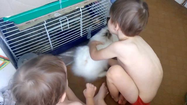 ПУШИСТЫЙ ДЕКОРАТИВНЫЙ КРОЛИК смотреть онлайн