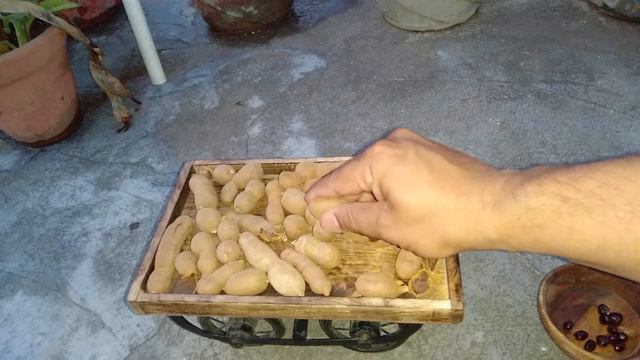 मीठी इमली ,SWEET TAMARIND смотреть онлайн