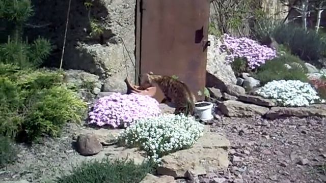 Бенгальская кошка вышла погулять - Http://www.bengal.spb.ru