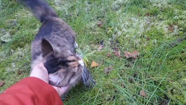 Дачное нашествие в лес смотреть онлайн