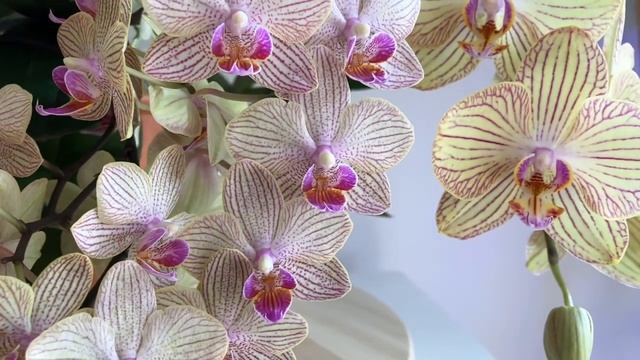 Phalaenopsis Torino/Торино and Leco Fantastic/Леко Фантастик смотреть онлайн