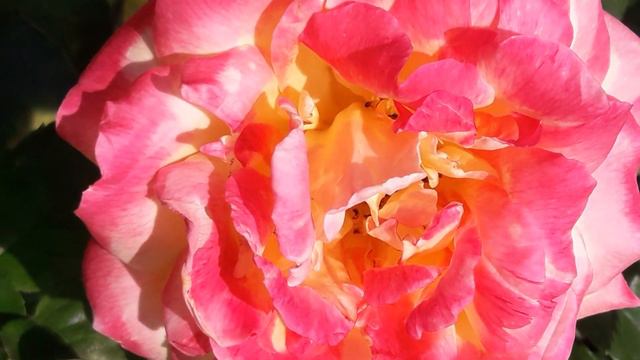 📹 Роза 🌹 чайная гибридная. Gloria Dei. 💛 смотреть онлайн