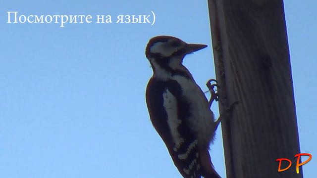 Наблюдение за дятлом (2022) смотреть онлайн