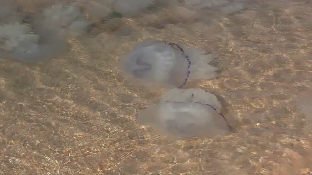 Казантипский залив. Медузы 2022 смотреть онлайн