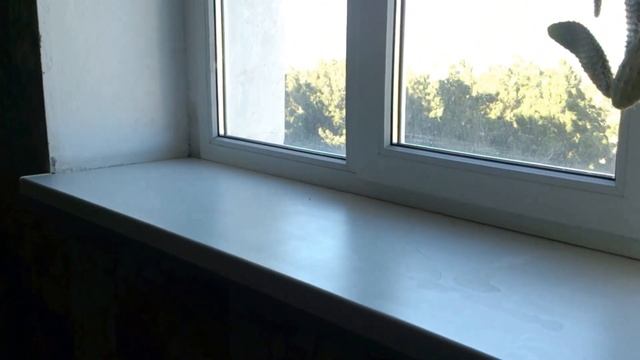 Дует из пластиковых окон