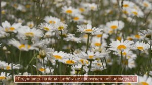 ИСЦЕЛЯЮЩИЙ саблиминал от ГИПЕРТОНИИ и ТРОМБОВ | Саблиминал