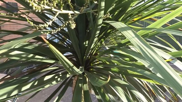 How To Grow Cordyline Australis in the UK (Plant Care Tips) смотреть онлайн