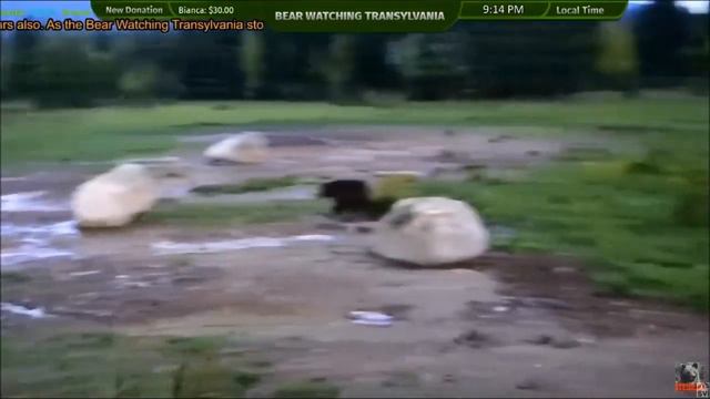 Трансильвания. Румыния  (Bear Watching Transylvania)