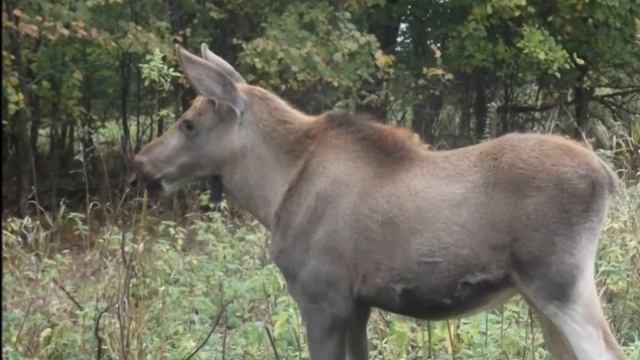 Russia Repablik of Bashortostan смотреть онлайн