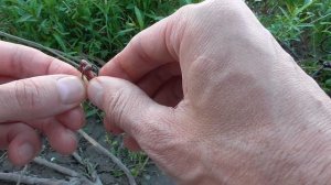 Как одеть червя на крючок? 3 ЛУЧШИХ СПОСОБА! #какнасадитьчервянакрючок #наживка