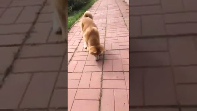 АКИТА ИНУ смотреть онлайн