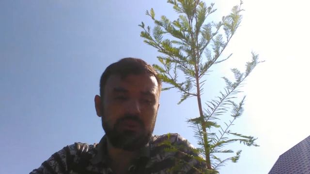 Кипарис болотный. Таксодий двурядный смотреть онлайн