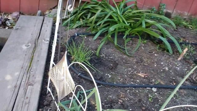 Zone 9b Suburban Garden Transformation. From grass to cut flowers, vegetables, and fruit Feb 2022 смотреть онлайн