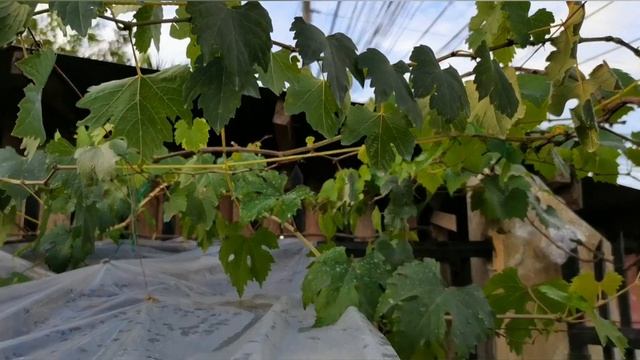 How to apply Fungicide | Fungicide and Insecticides Application | Grapes Fungicide смотреть онлайн